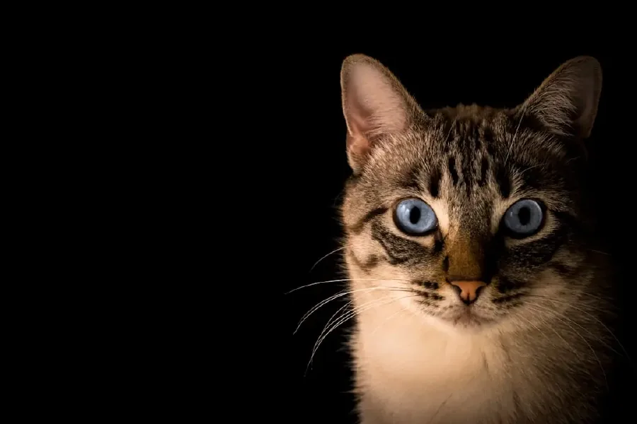 A cat watching intently in low light