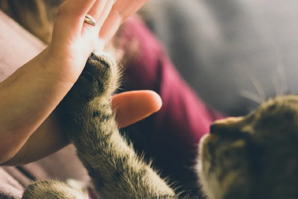 A cat pressing a paw into an open hand at home on the sofa
