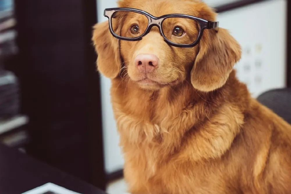 A retriever in reading glasses looking up from a desk