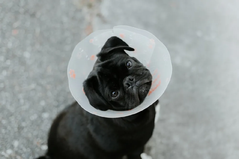 A pug in a recovery cone after a procedure