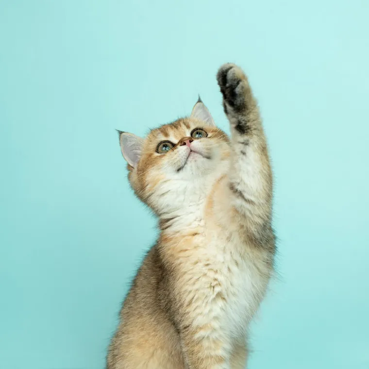 A kitten stretching up to bat at something just out of frame